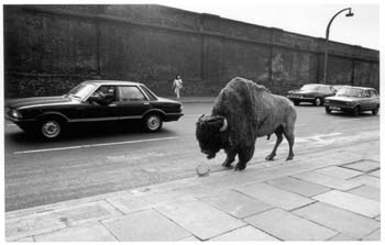 bison-at-chalk-farm-1981