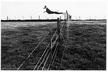 leaping-lurcher-1972