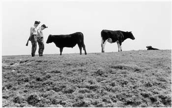 soldiers-and-bullocks-romney-marsh-1973