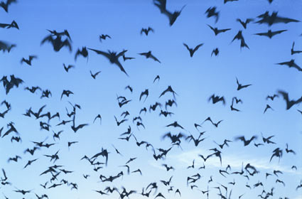 Deller-Bats-1